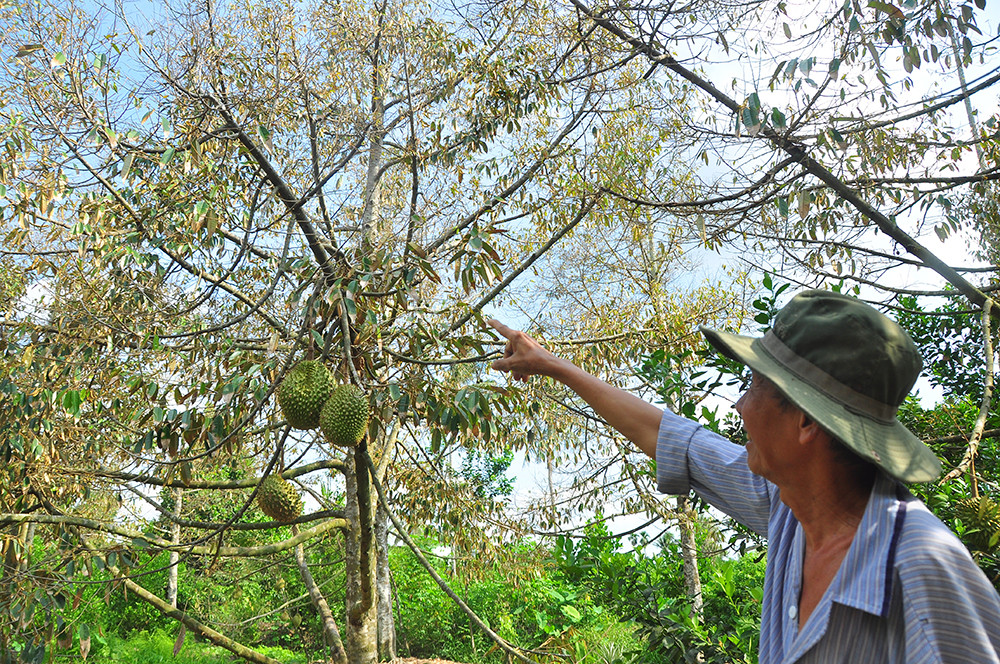 Nông dân đau đớn nhìn cây trái chết do hạn mặn lịch sử ảnh 2