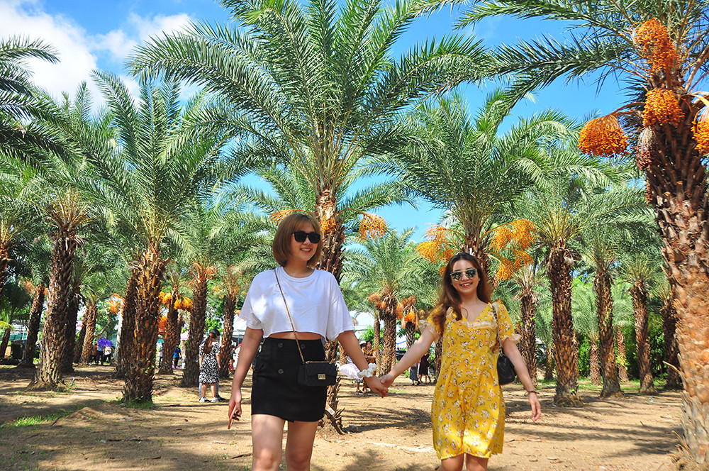 Giới trẻ thích thú vẻ đẹp vườn chà là sum suê trái ở miền Tây ảnh 2