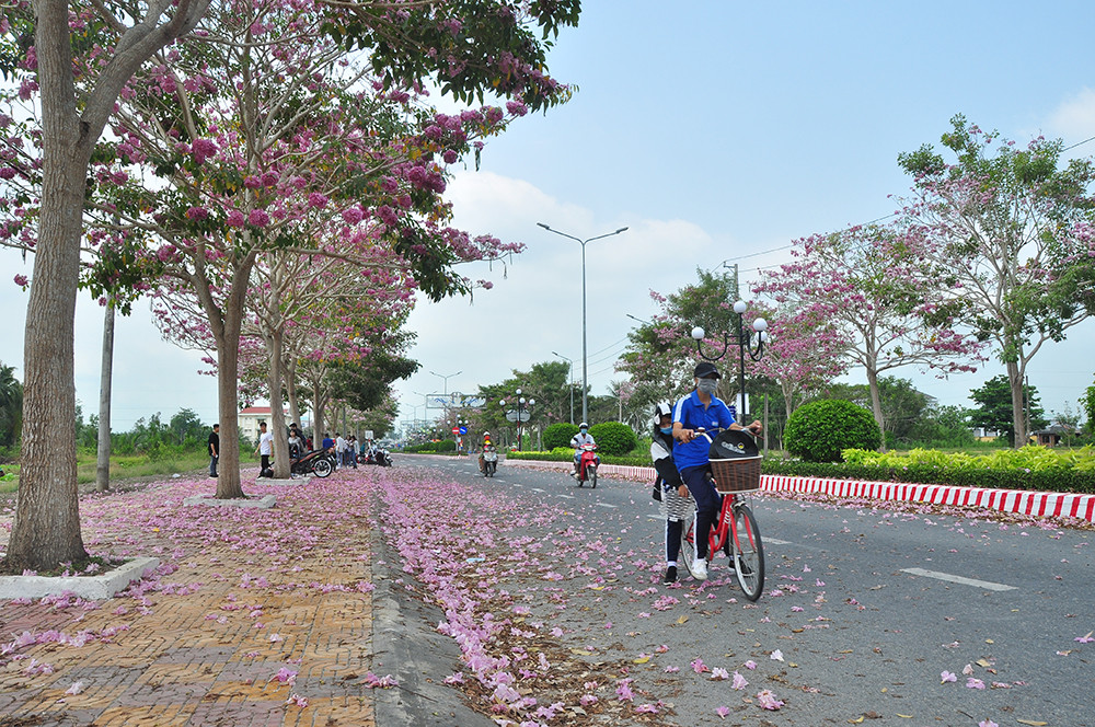 Con đường hoa kèn hồng ở miền Tây lung linh như phim Hàn thu hút giới trẻ ảnh 3