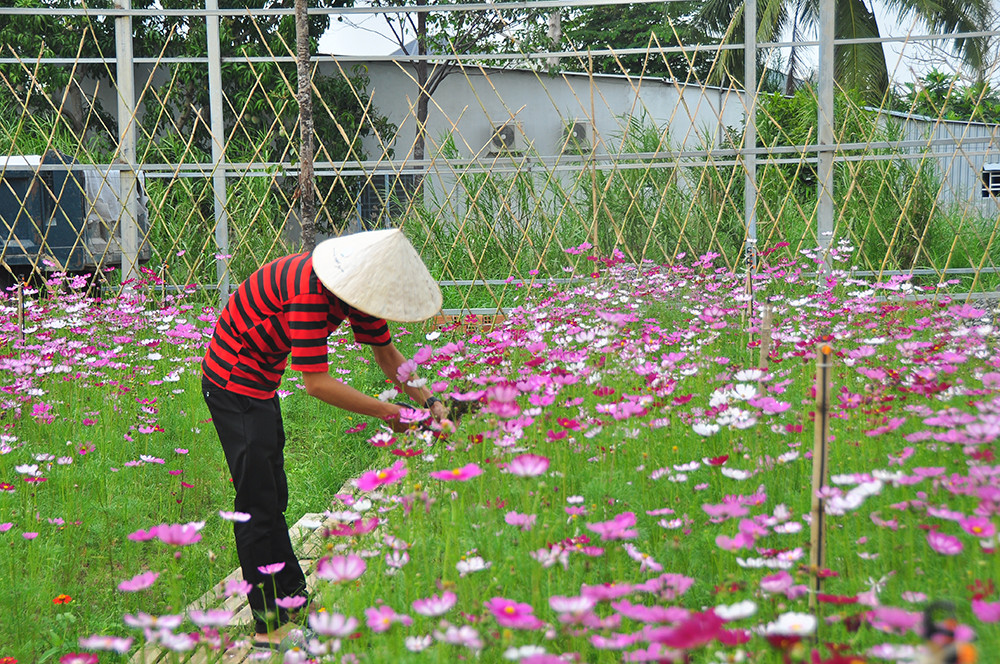  Vườn hoa thơ mộng đẹp 'hút hồn' bạn trẻ ở Cần Thơ ảnh 11