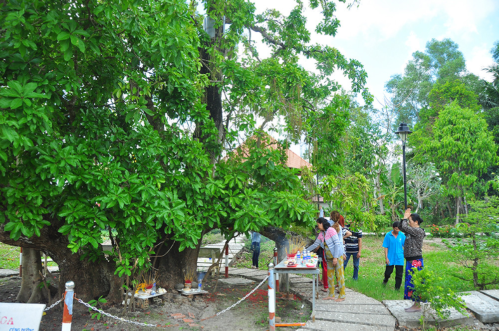 Lạ lùng cây lộc vừng 300 năm tuổi ở miền Tây lần đầu nở hoa đúng dịp Tết ảnh 3