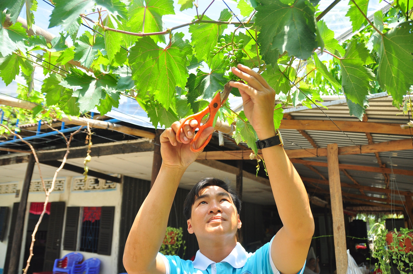 Vườn nho trĩu quả trên vùng đất phèn mặn thu hút khách du lịch ảnh 12