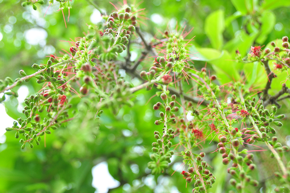 Lạ lùng cây lộc vừng 300 năm tuổi ở miền Tây lần đầu nở hoa đúng dịp Tết ảnh 6