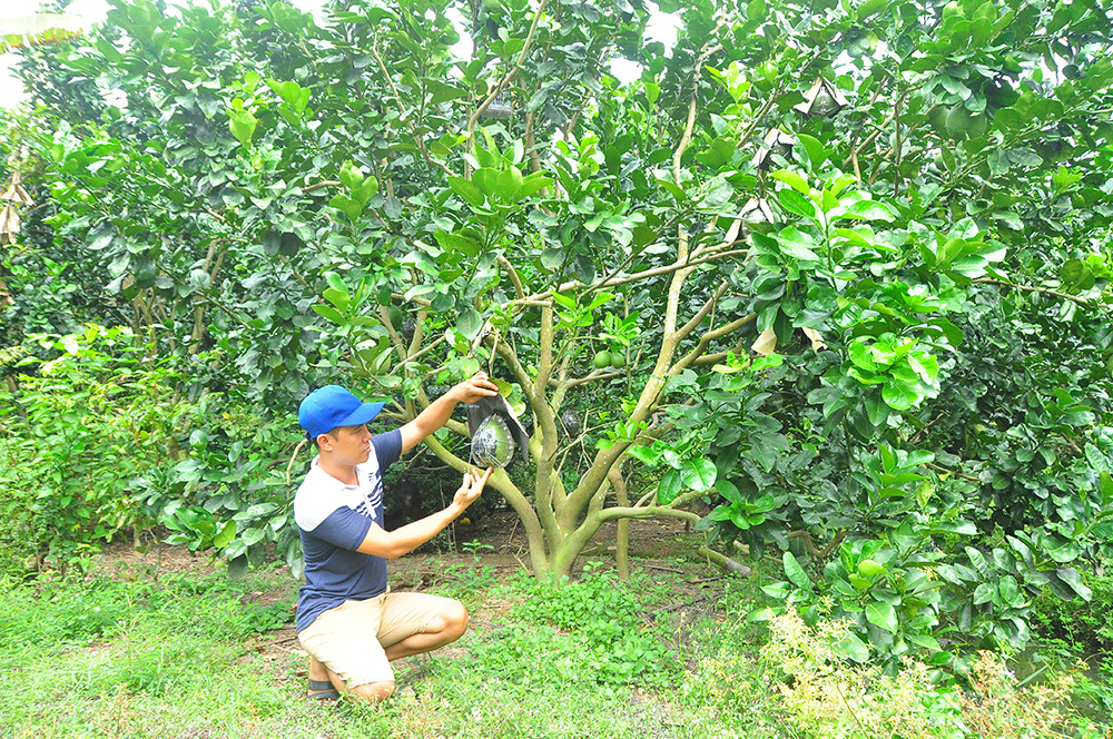 Trái cây độc, lạ rục rịch chờ tết ảnh 4