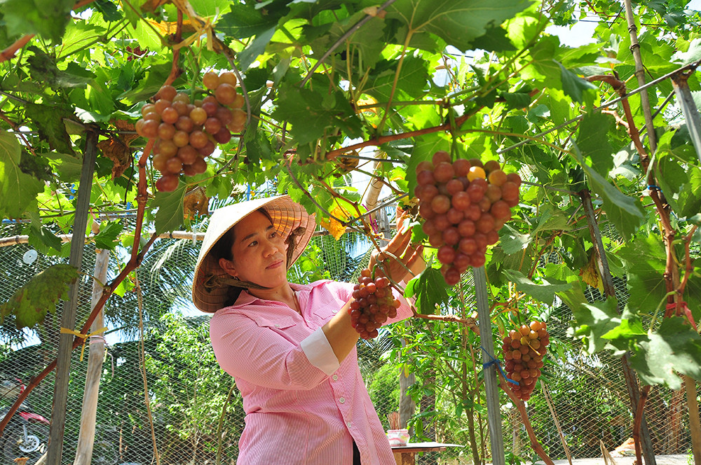 Vườn nho trĩu quả trên vùng đất phèn mặn thu hút khách du lịch ảnh 3