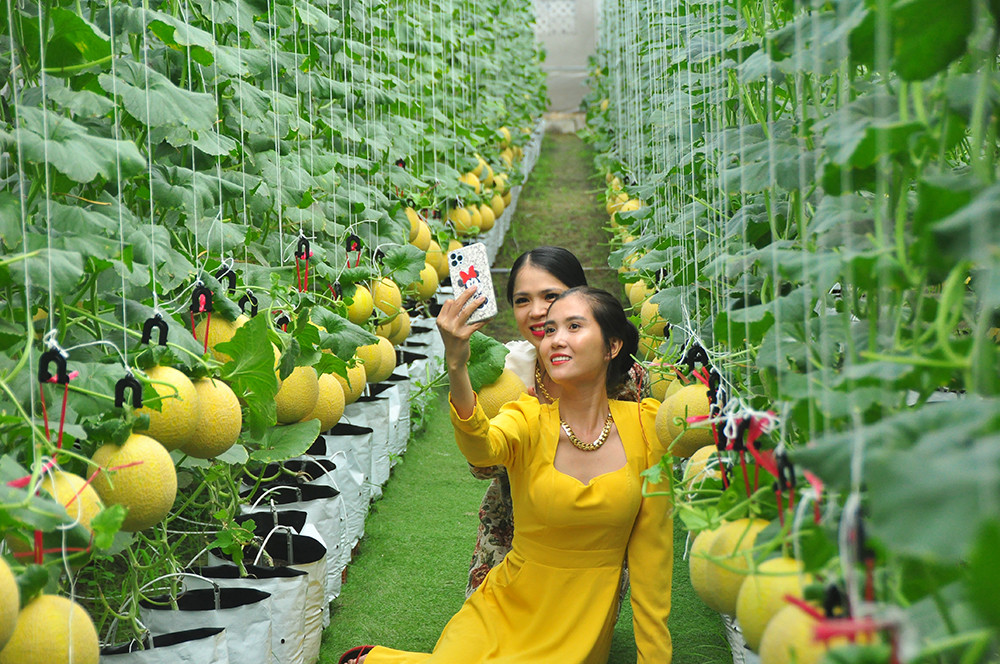 Vườn dưa lưới của chàng thạc sĩ nông nghiệp thu hút đông bạn trẻ check-in dịp Tết ảnh 4