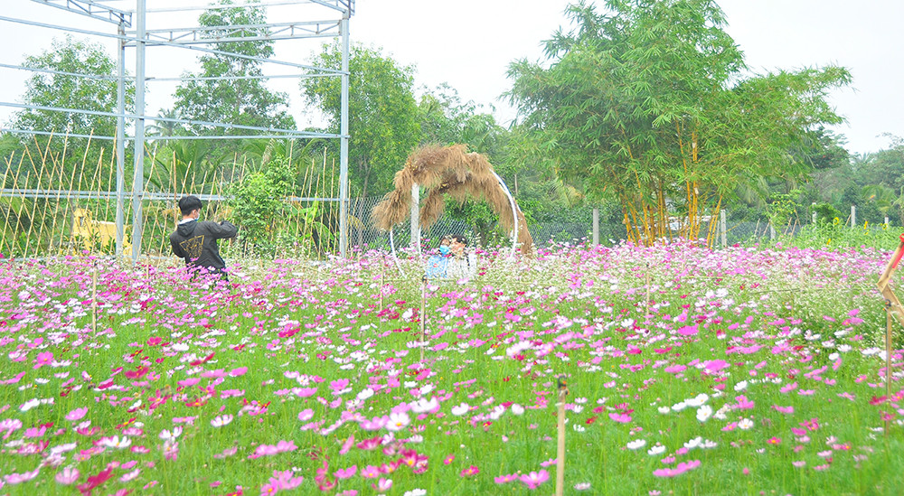  Vườn hoa thơ mộng đẹp 'hút hồn' bạn trẻ ở Cần Thơ ảnh 7