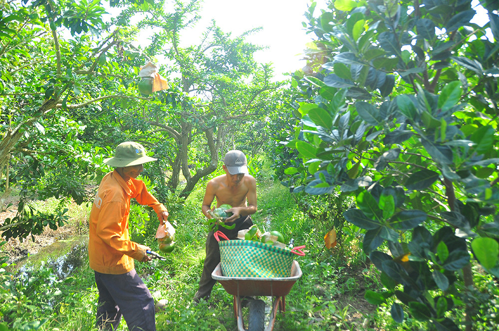 Mê mẩn với vườn đào tiên thư pháp của lão nông miền Tây ảnh 7