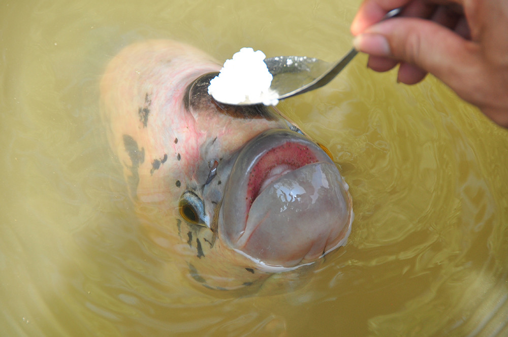 Lạ lùng đàn cá tai tượng suốt 30 năm được đút cơm chay mỗi ngày ảnh 4