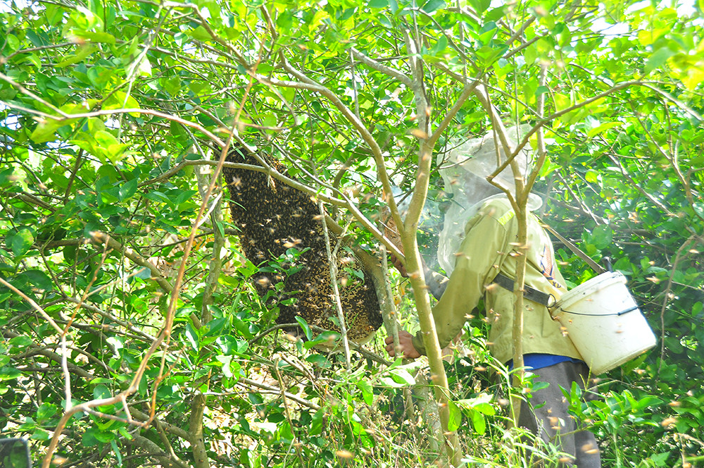 Ớn lạnh cảnh thợ trèo lên cây cao chót vót lấy mật ong ở miền Tây ảnh 14