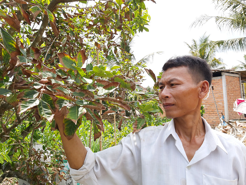 Nông dân đau đớn nhìn cây trái chết do hạn mặn lịch sử ảnh 13