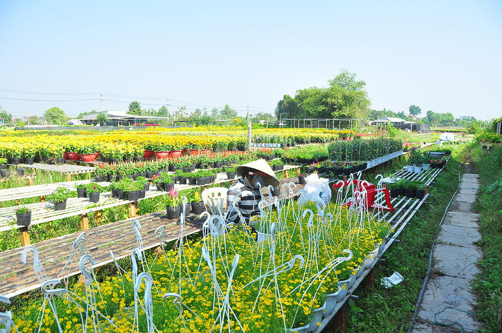 Hoa kiểng miền Tây khoe sắc rời quê lên phố ảnh 19