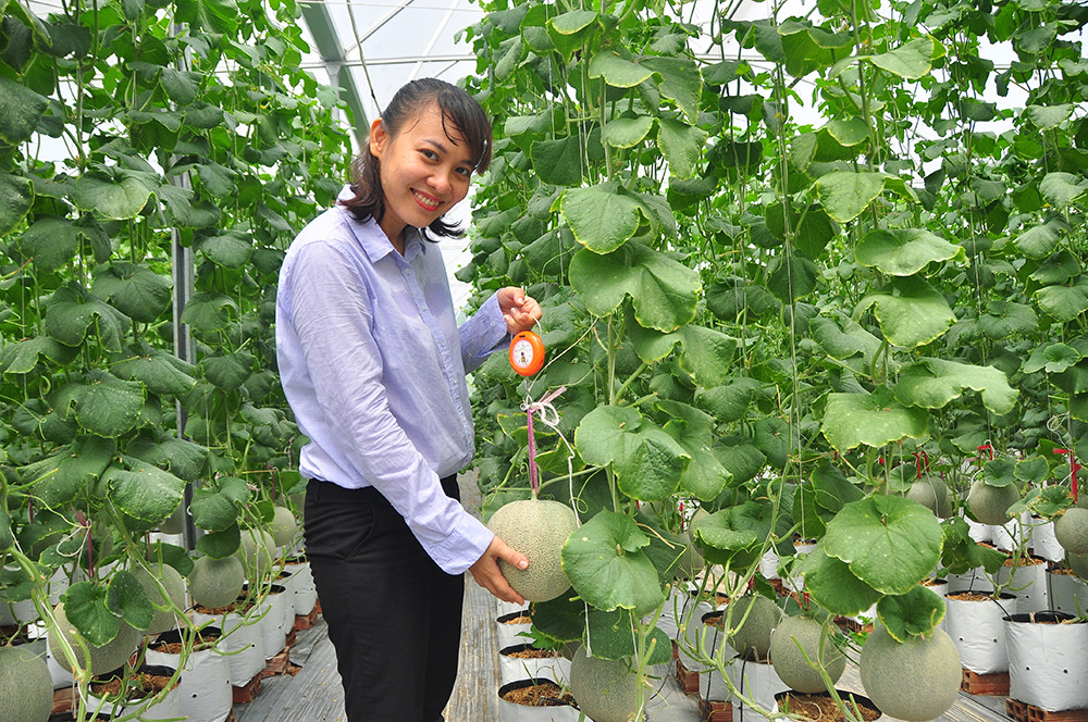 Mê mẩn vườn dưa lưới của nữ thạc sĩ 8X ở Vĩnh Long ảnh 12