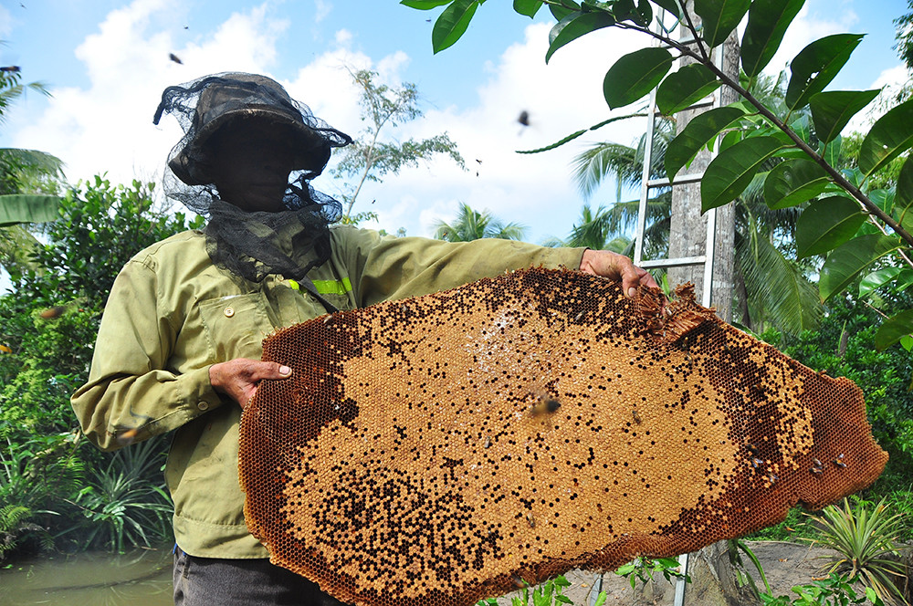 Ớn lạnh cảnh thợ trèo lên cây cao chót vót lấy mật ong ở miền Tây ảnh 10