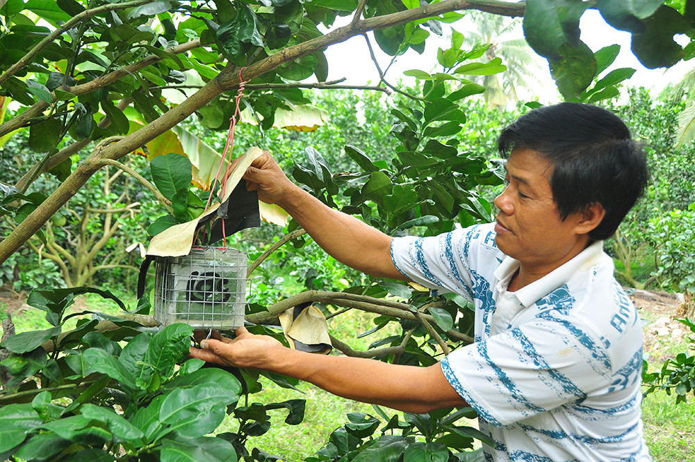 Trái cây độc, lạ rục rịch chờ tết ảnh 2