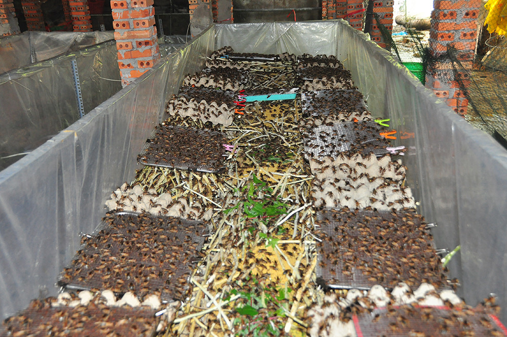 Cận cảnh trang trại dế của thủ lĩnh đoàn ở cù lao ảnh 3