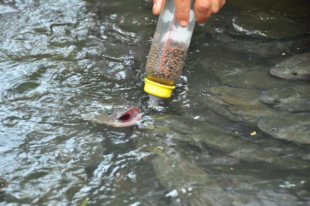 Độc đáo đàn cá lóc... bú bình sữa ở miền Tây ảnh 9