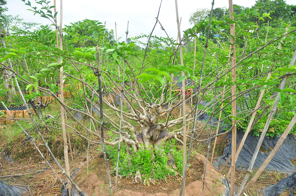 'Choáng ngợp' vườn bonsai 'khủng' ở Đồng Tháp ảnh 8