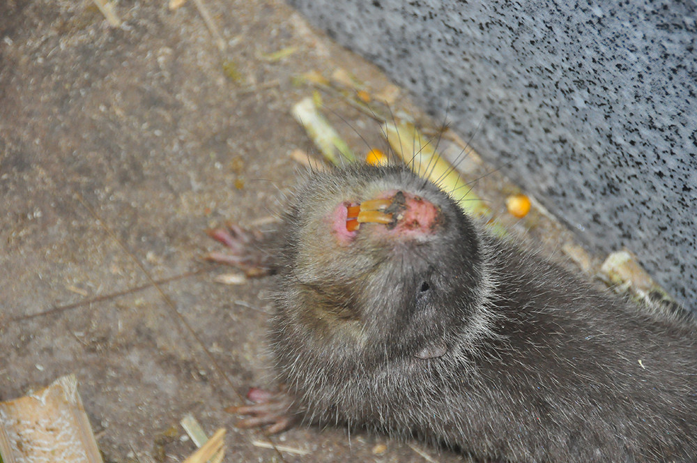 Cận cảnh trang trại nuôi dúi của chàng sinh viên An Giang ảnh 8