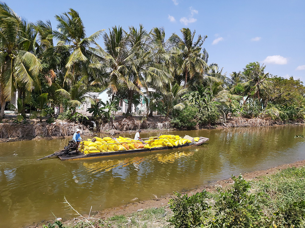 Người dân ngày đêm oằn mình với hạn mặn khốc liệt nhất lịch sử ảnh 17