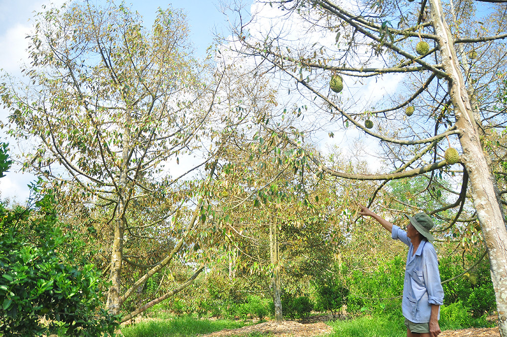 Nông dân đau đớn nhìn cây trái chết do hạn mặn lịch sử ảnh 7