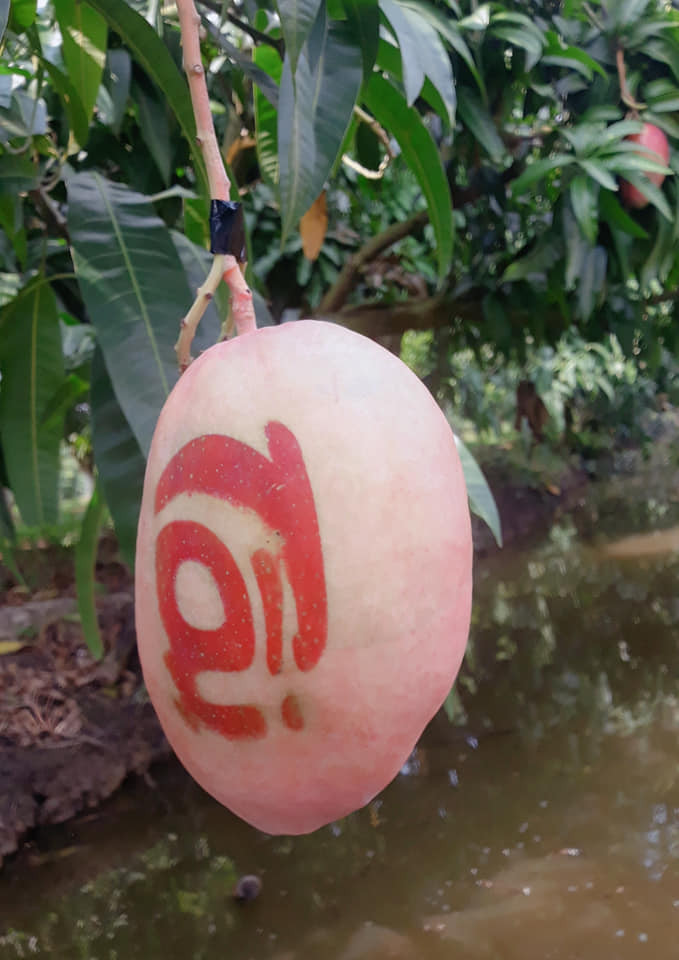 Trái cây tạo hình khan hiếm hàng phục vụ thị trường Tết ảnh 12