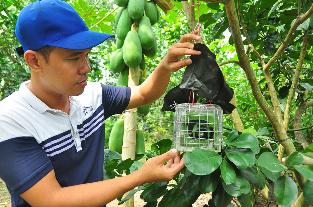 Trái cây độc, lạ rục rịch chờ tết ảnh 1