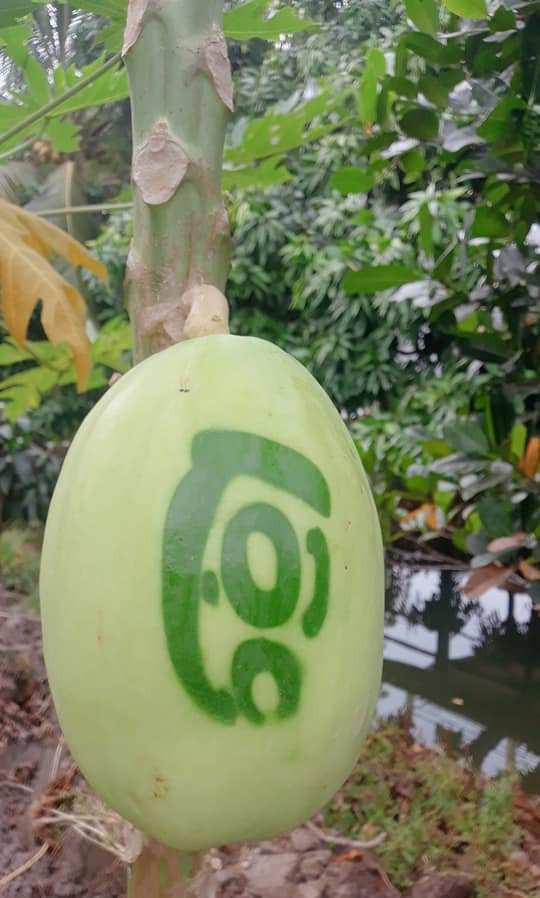 Trái cây tạo hình khan hiếm hàng phục vụ thị trường Tết ảnh 13