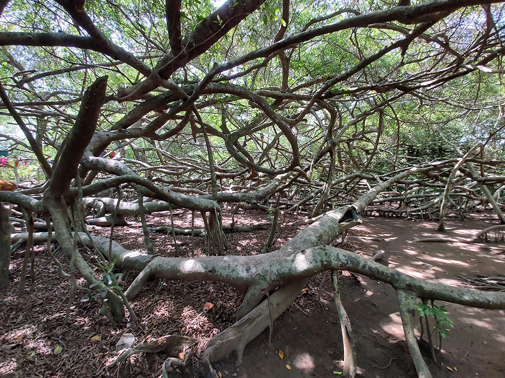 Giàn gừa 'độc nhất vô nhị' ở miền Tây ảnh 8