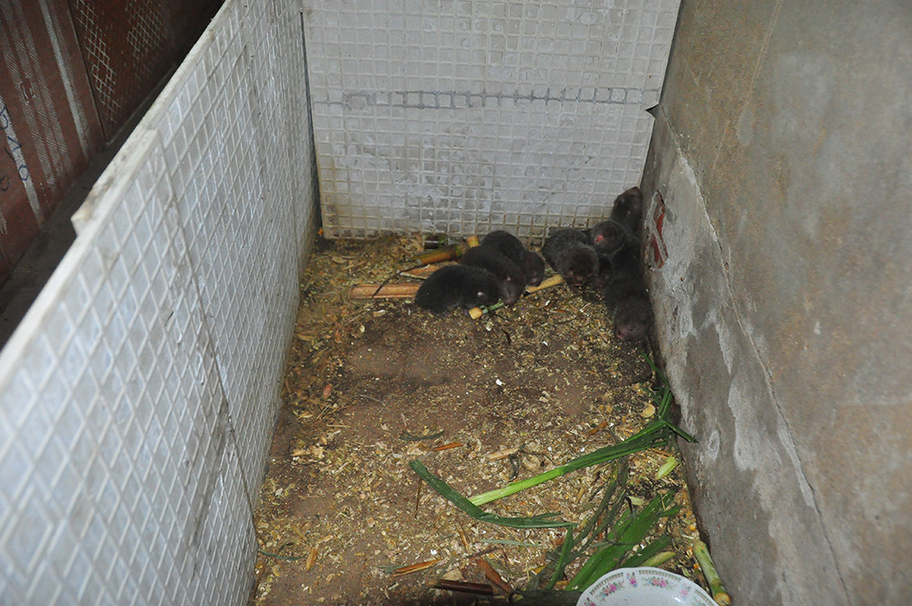 Cận cảnh trang trại nuôi dúi của chàng sinh viên An Giang ảnh 7