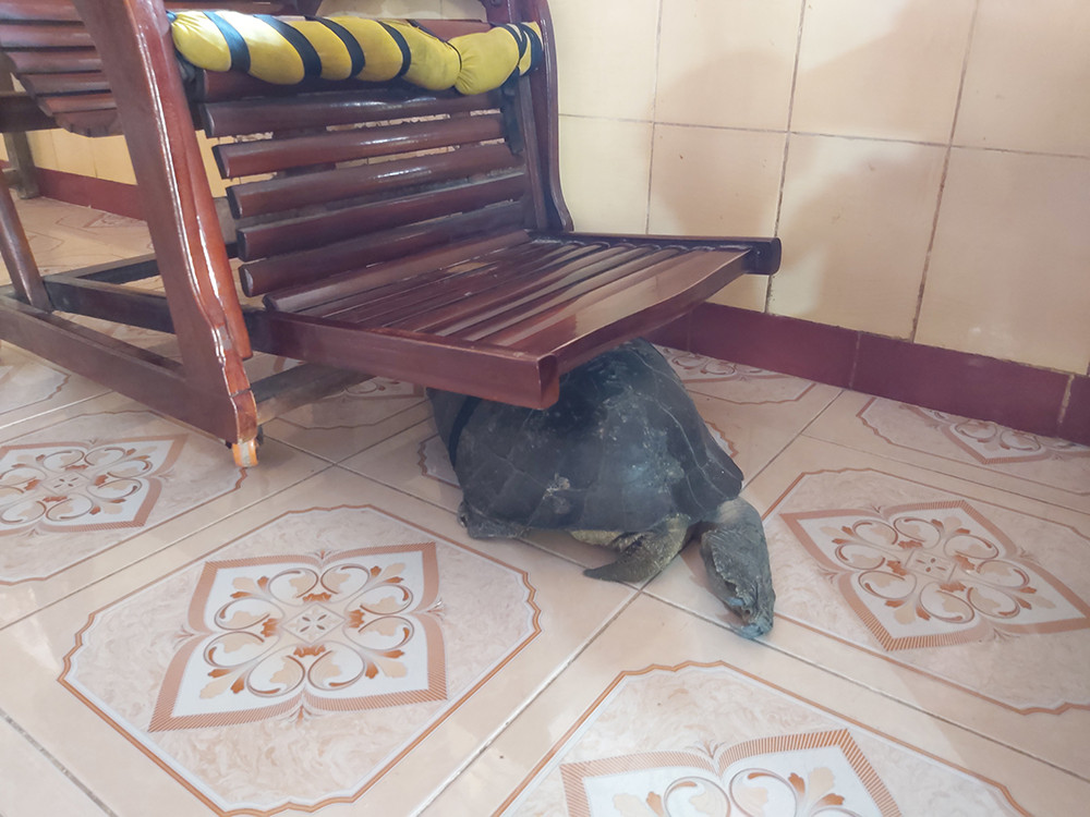 'Kỳ lạ' cụ rùa hơn trăm tuổi ở miền Tây biết... nghe kinh, ăn chay và giữ cửa ảnh 5