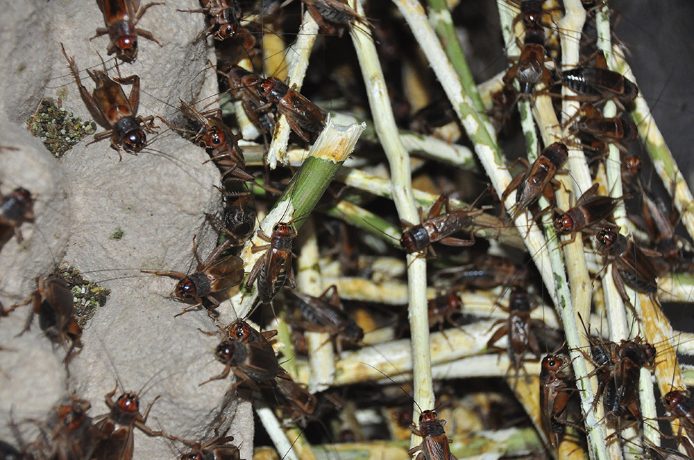 Cận cảnh trang trại dế của thủ lĩnh đoàn ở cù lao ảnh 5