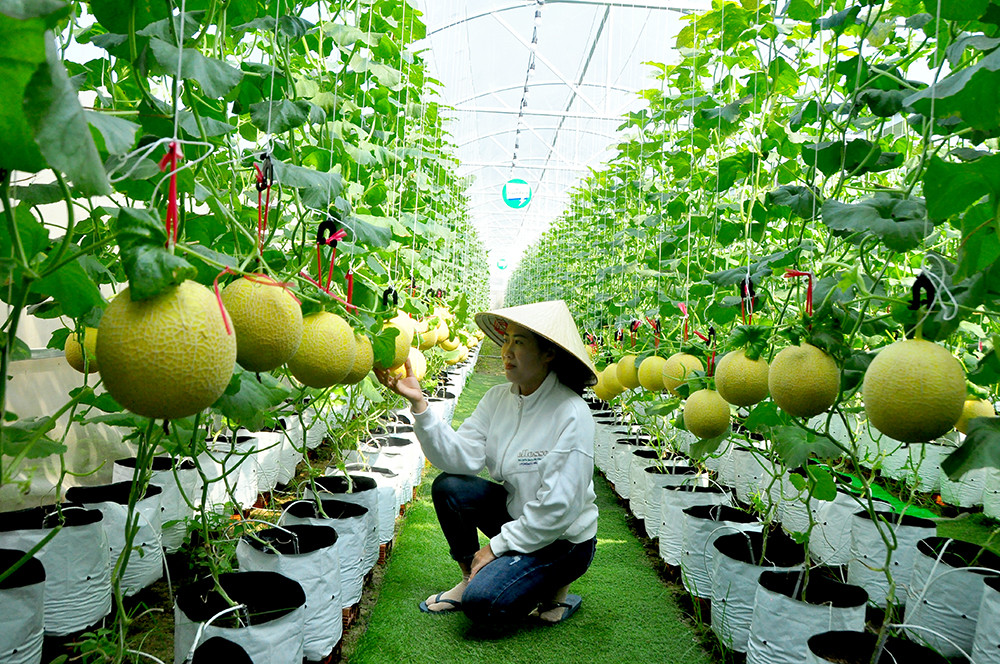 Vườn dưa lưới của chàng thạc sĩ nông nghiệp thu hút đông bạn trẻ check-in dịp Tết ảnh 6