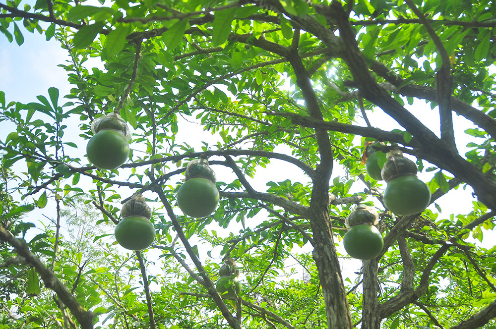 Đào tiên hồ lô 'độc nhất vô nhị' ở miền Tây ảnh 9