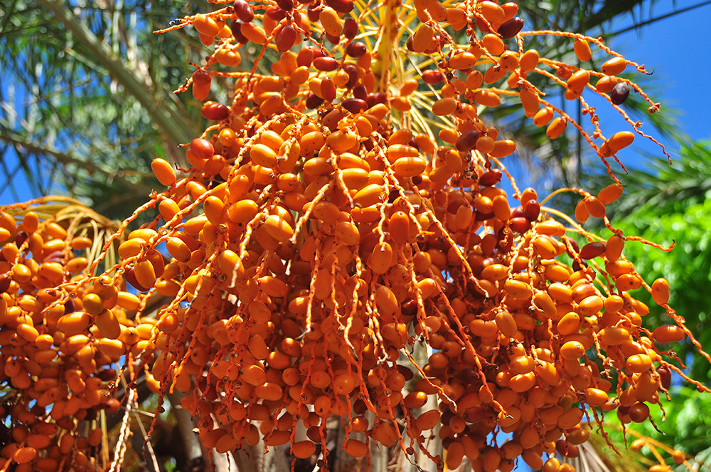 Giới trẻ thích thú vẻ đẹp vườn chà là sum suê trái ở miền Tây ảnh 11