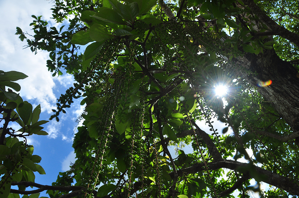 Lạ lùng cây lộc vừng 300 năm tuổi ở miền Tây lần đầu nở hoa đúng dịp Tết ảnh 7