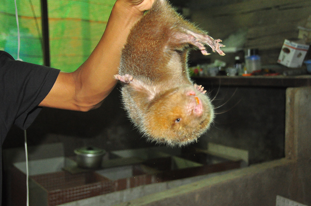 Cận cảnh trang trại nuôi dúi của chàng sinh viên An Giang ảnh 9