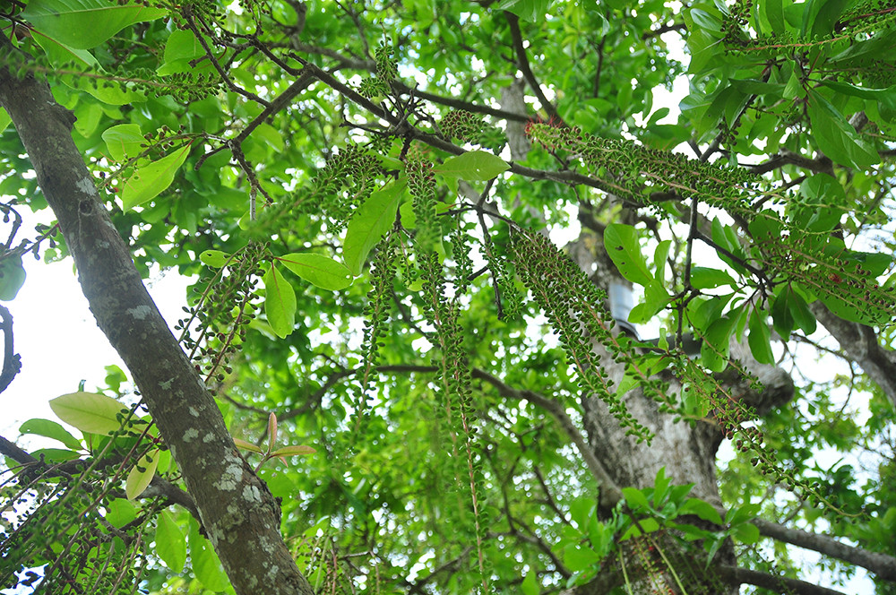 Lạ lùng cây lộc vừng 300 năm tuổi ở miền Tây lần đầu nở hoa đúng dịp Tết ảnh 2