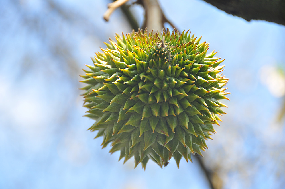 Nông dân đau đớn nhìn cây trái chết do hạn mặn lịch sử ảnh 9