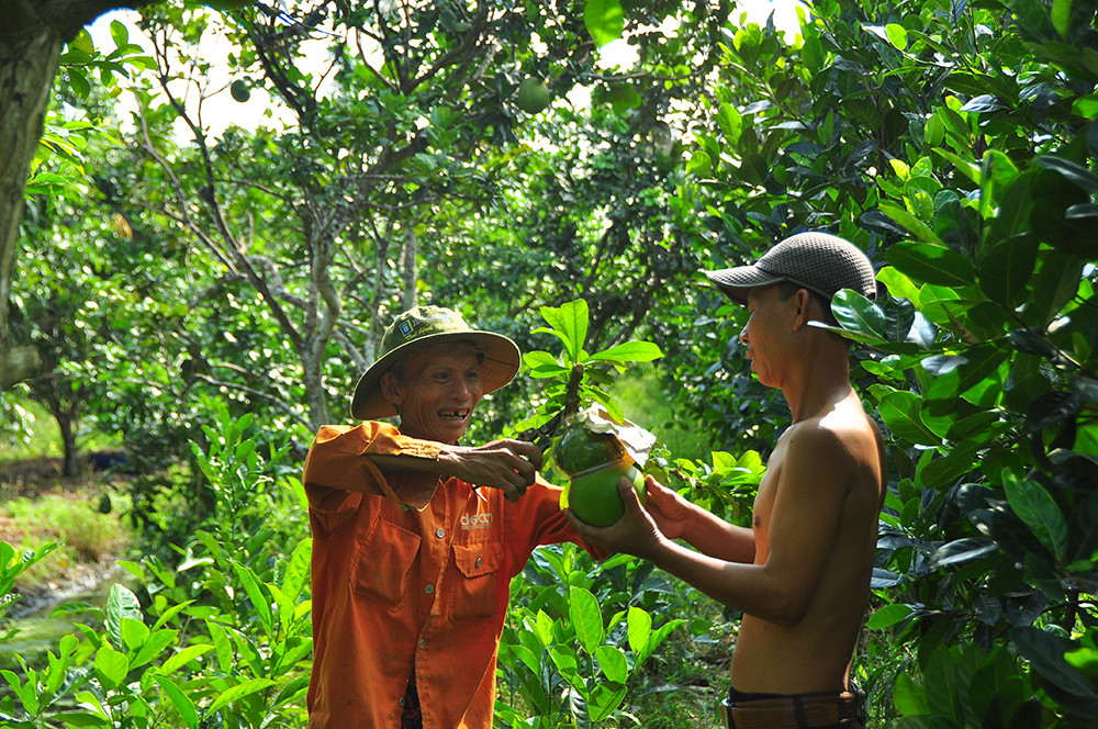Mê mẩn với vườn đào tiên thư pháp của lão nông miền Tây ảnh 4