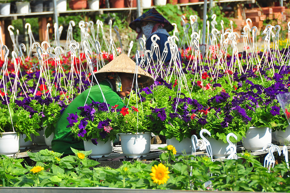 Hoa kiểng miền Tây khoe sắc rời quê lên phố ảnh 13