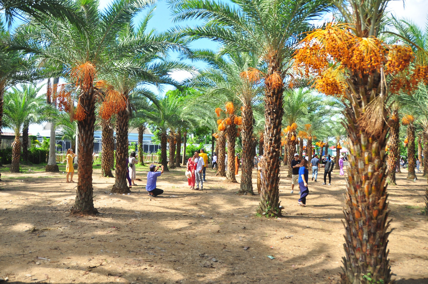 Giới trẻ thích thú vẻ đẹp vườn chà là sum suê trái ở miền Tây ảnh 19