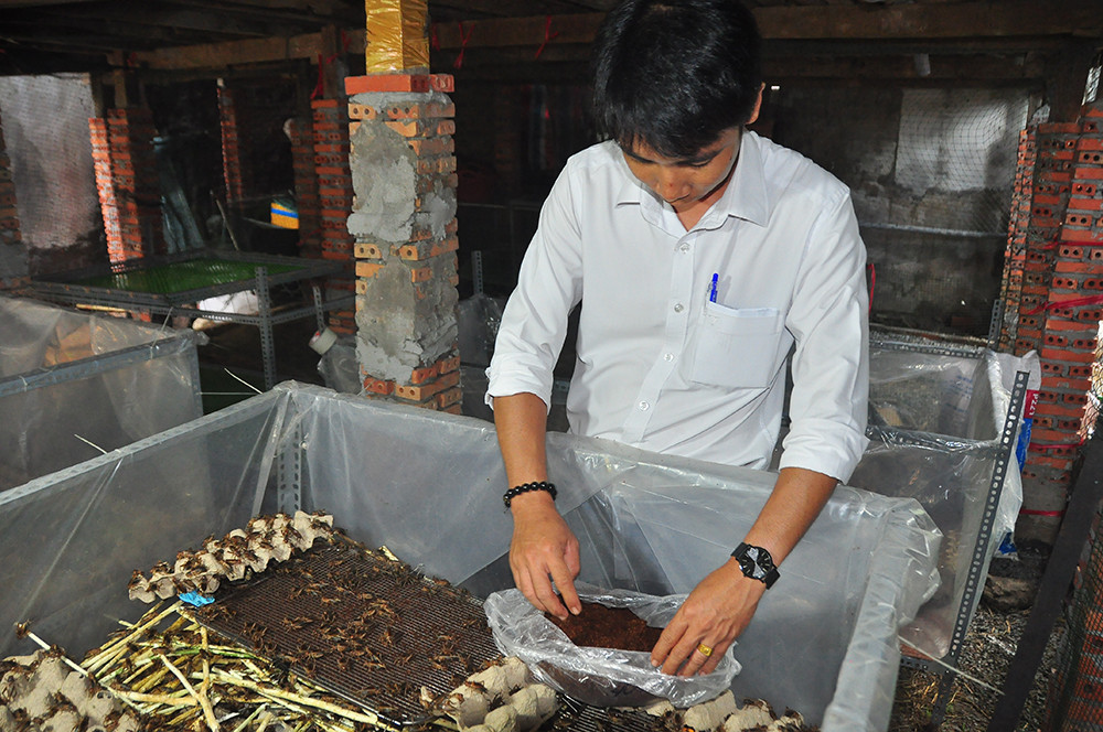 Cận cảnh trang trại dế của thủ lĩnh đoàn ở cù lao ảnh 9