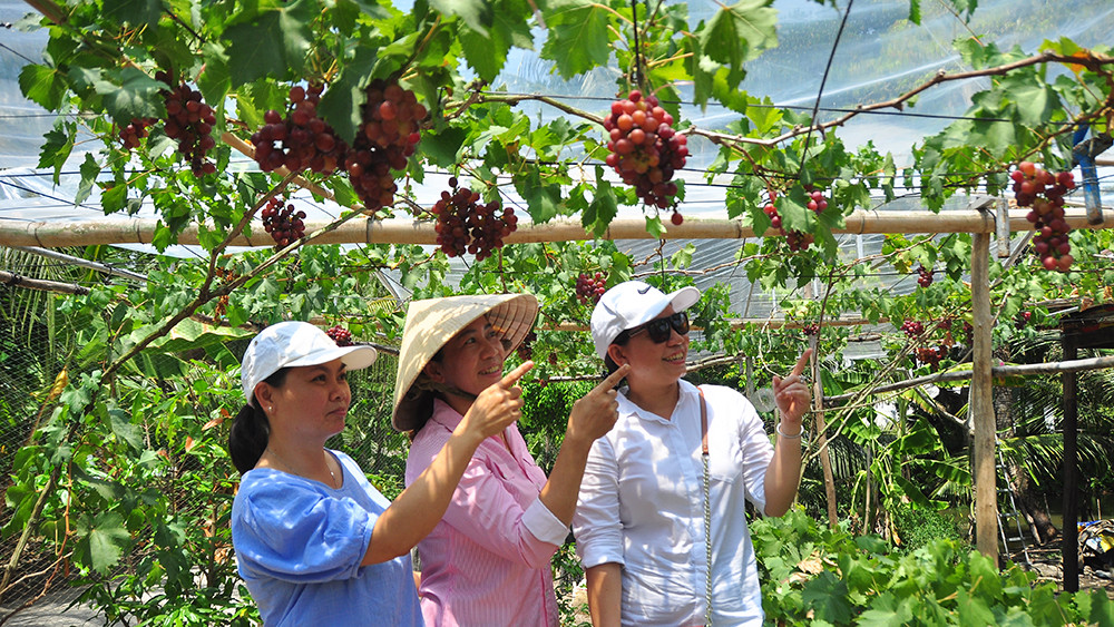 Vườn nho trĩu quả trên vùng đất phèn mặn thu hút khách du lịch ảnh 10