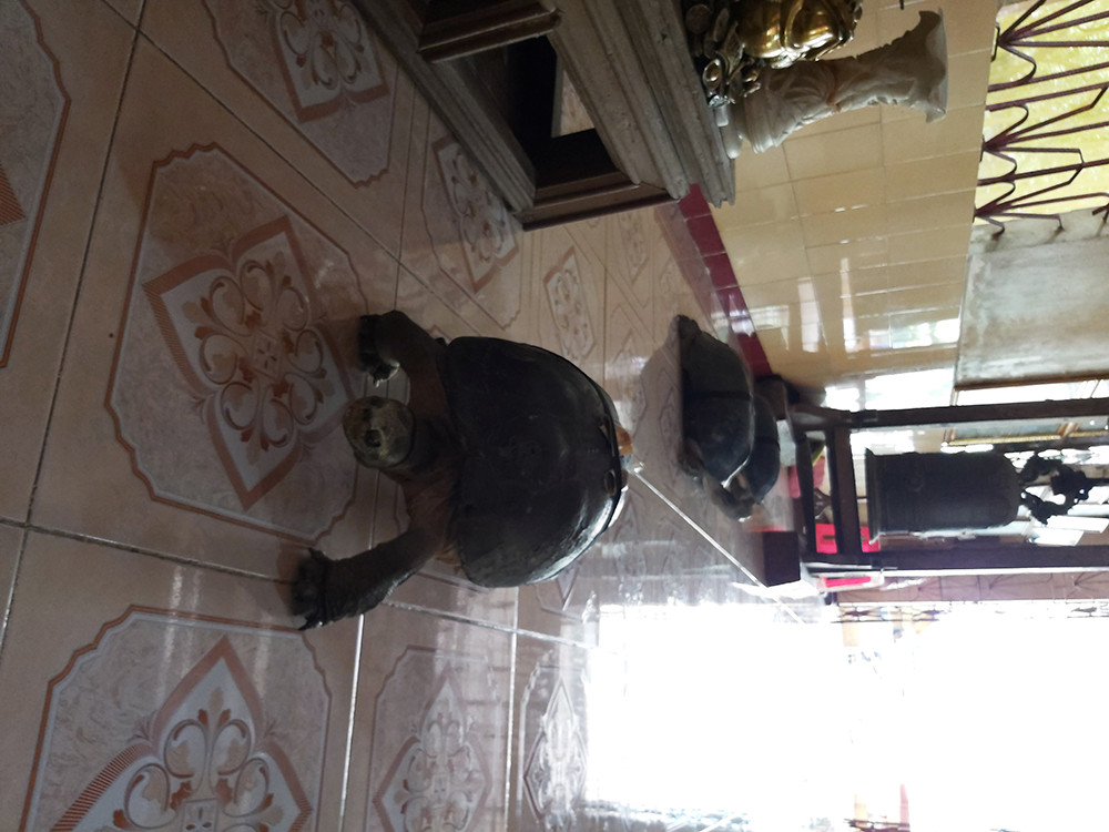 'Kỳ lạ' cụ rùa hơn trăm tuổi ở miền Tây biết... nghe kinh, ăn chay và giữ cửa ảnh 12