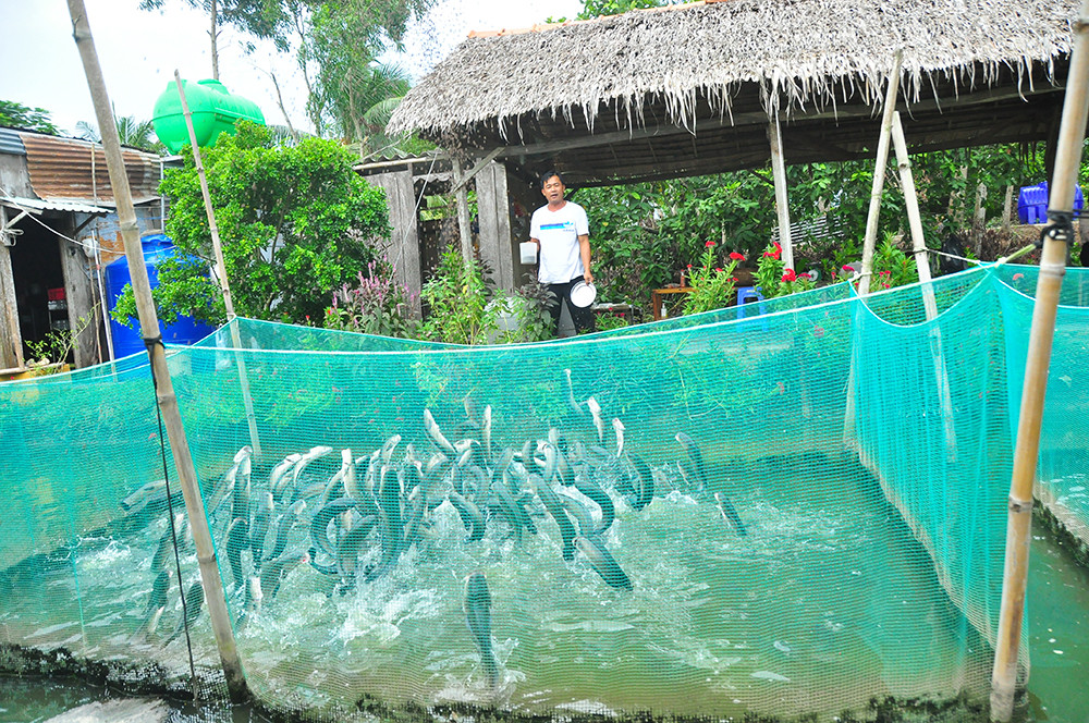 Độc đáo đàn cá lóc... bú bình sữa ở miền Tây ảnh 10