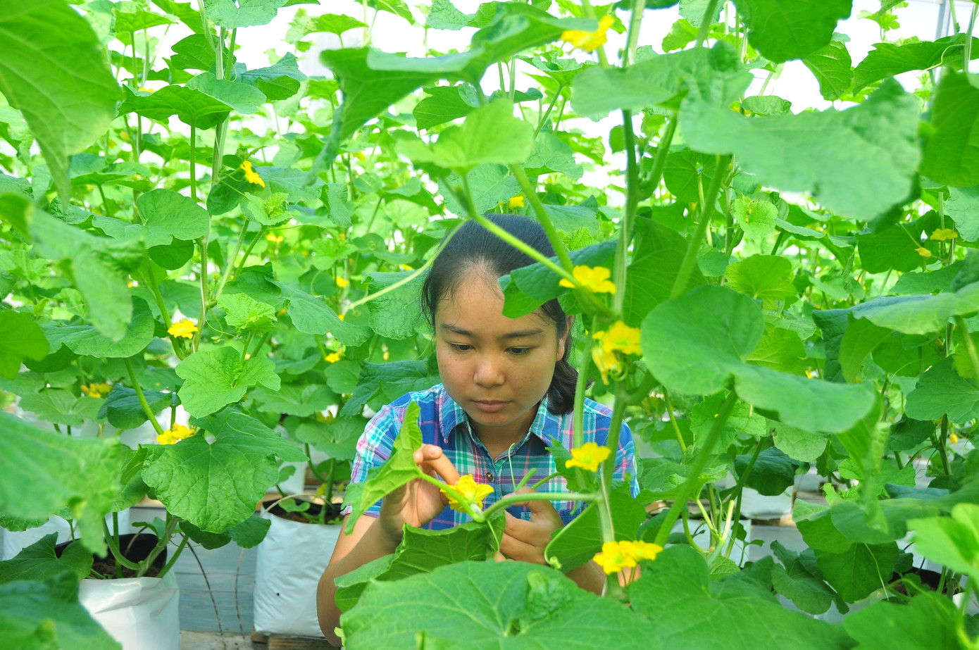 'Bà đỡ' 8X của thanh niên khởi nghiệp An Giang ảnh 5