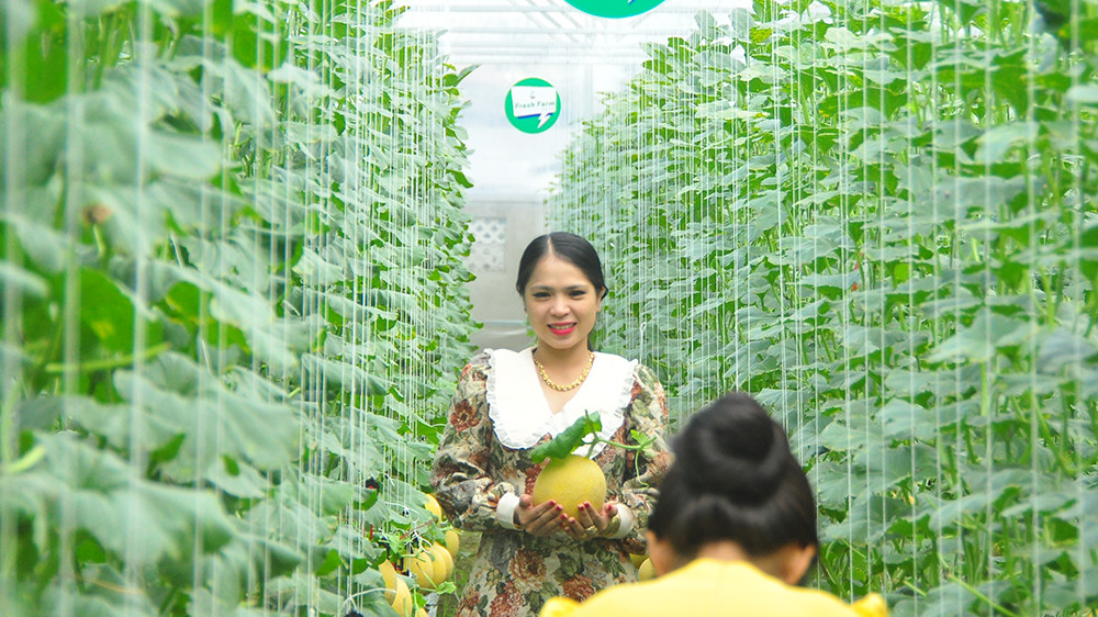 Vườn dưa lưới của chàng thạc sĩ nông nghiệp thu hút đông bạn trẻ check-in dịp Tết ảnh 3