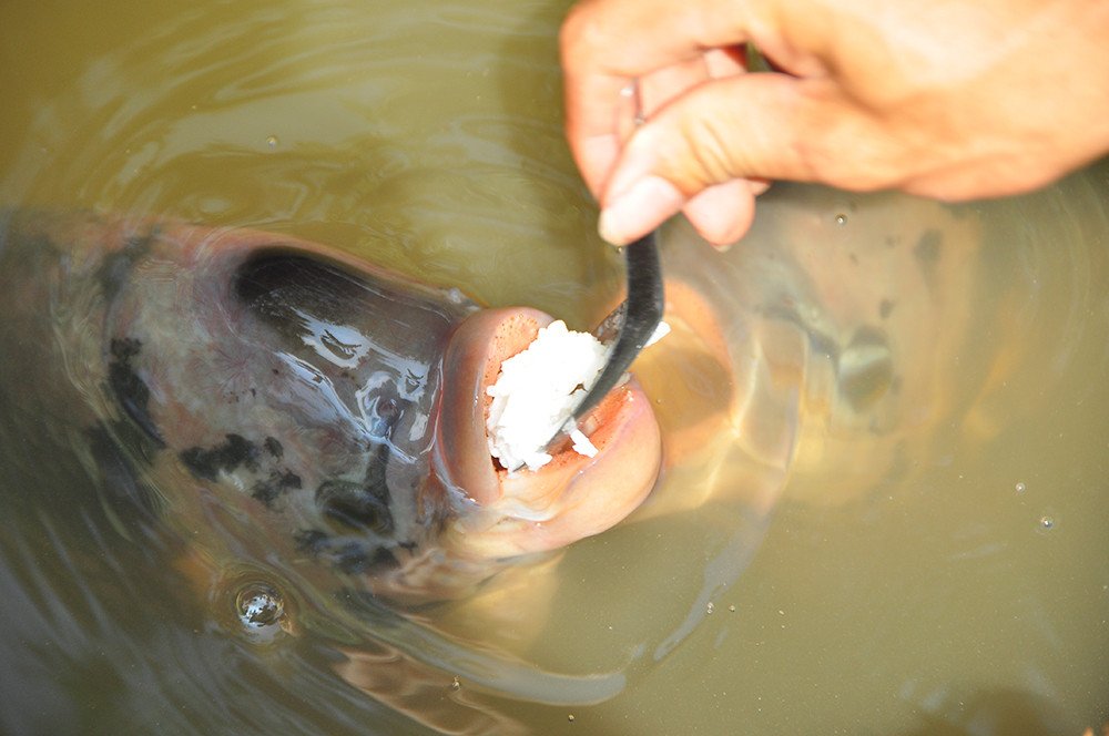 Lạ lùng đàn cá tai tượng suốt 30 năm được đút cơm chay mỗi ngày ảnh 7