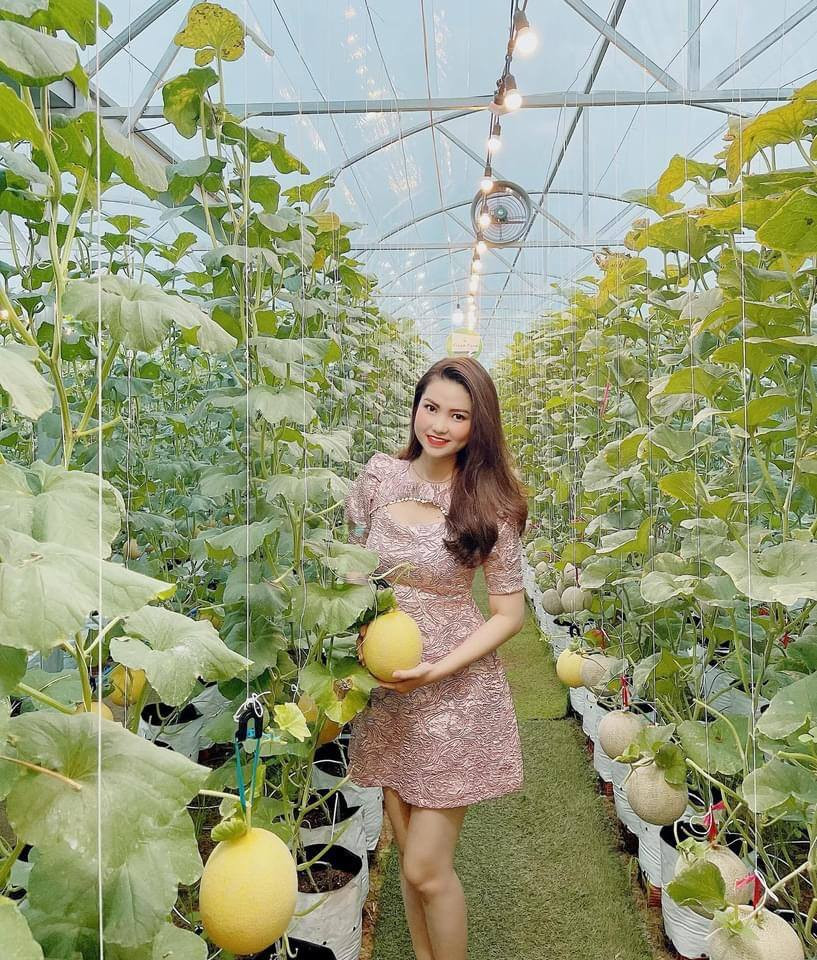 Vườn dưa lưới của chàng thạc sĩ nông nghiệp thu hút đông bạn trẻ check-in dịp Tết ảnh 8